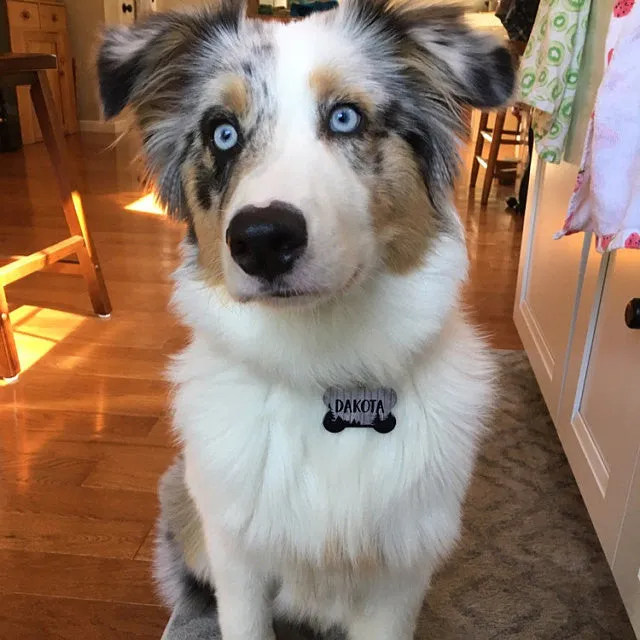 Camo Floral Pet ID Tag