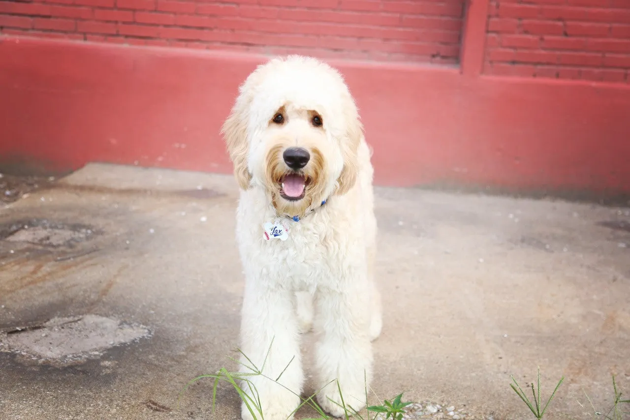 Camo Floral Pet ID Tag