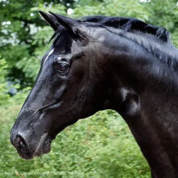 Pegasus® Kostolany Double Bridle